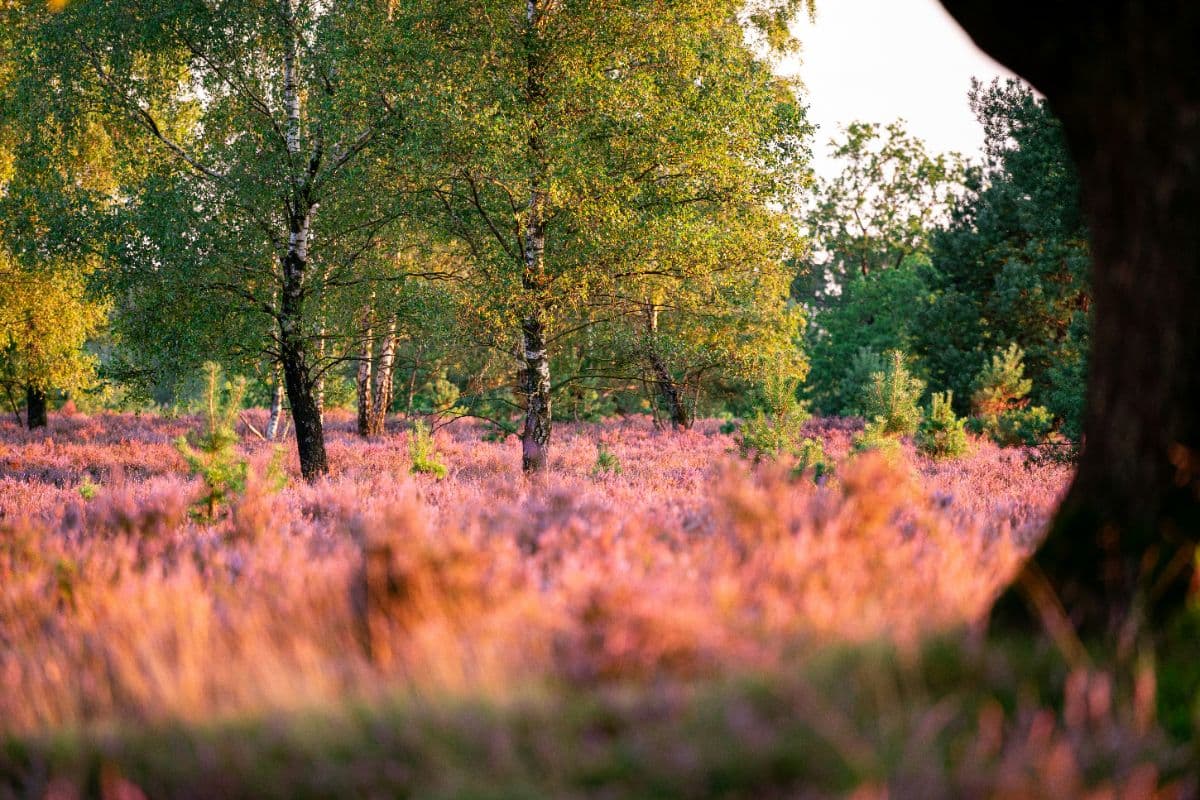 Heidschnuckenweg Südheide