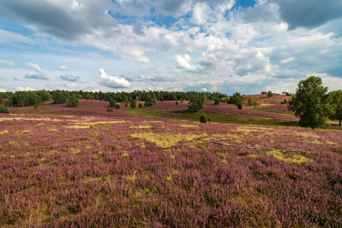 Heidschnuckenweg Nordheide